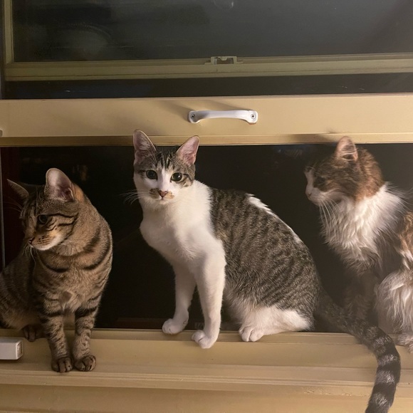 Meet your posher, Ktcheeky! - Picture 12 of 17